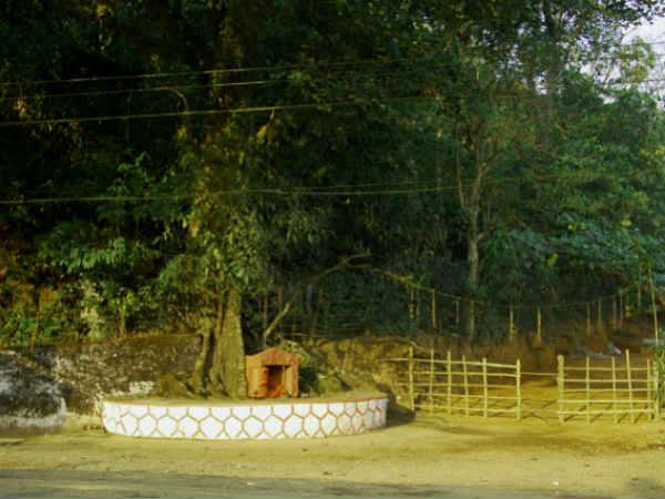 ചങ്ങലമരം