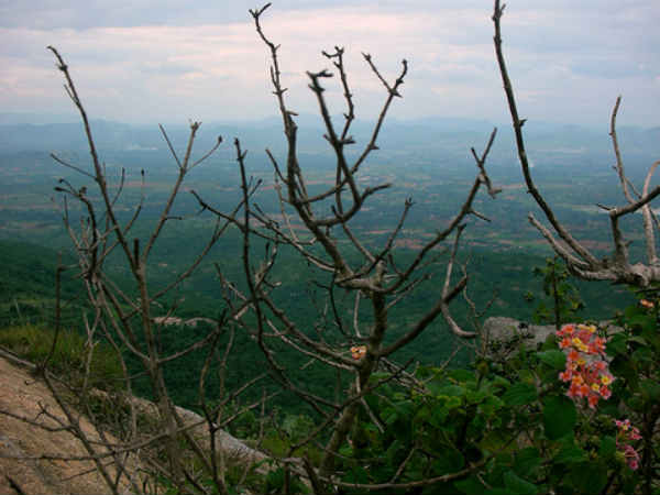 വന്യതയേക്കുറിച്ച് 