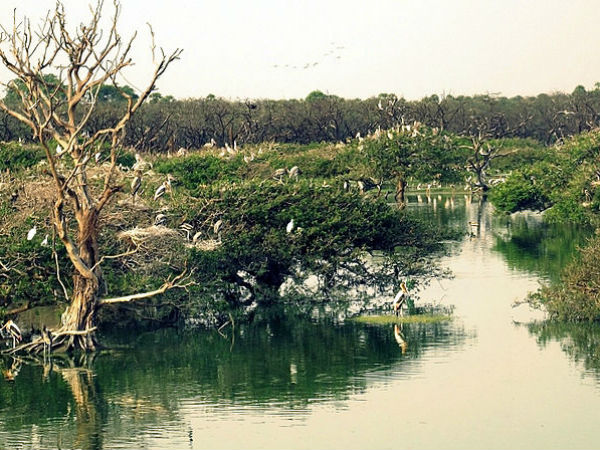 ദേശാടന പക്ഷികൾ