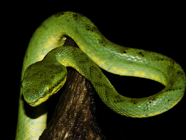 മുള മണ്ഡലി