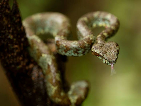 അംബോലിയിൽ 