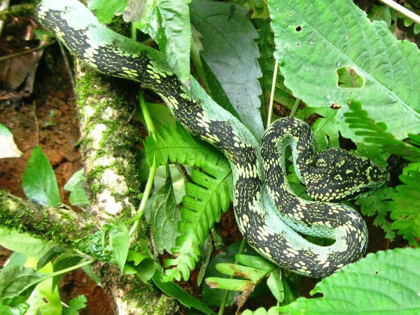 മലബാർ പിറ്റ് വൈപെർ