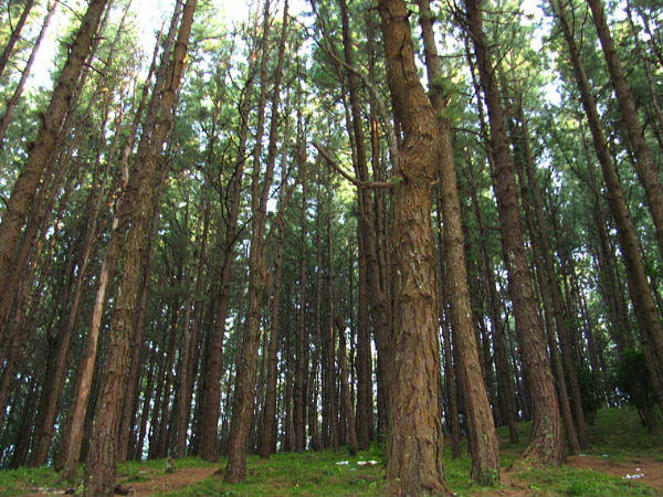 03. കുട്ടിക്കാനം