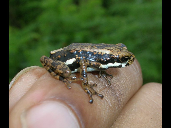 ചൊറിയൻ തവള