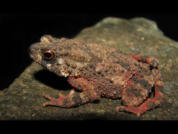 തെക്കൻ ചൊറി‌ത്തവള