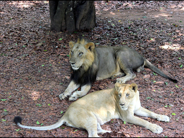 04. മൃഗങ്ങൾ