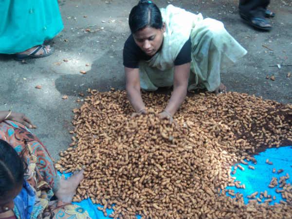 കാള വരുത്തിയ നാശം