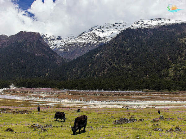 08. ലാചുംഗ്, സിക്കിം