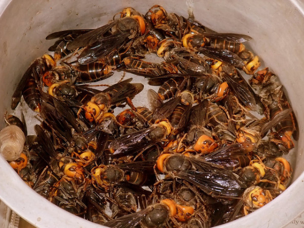 തേനിച്ച