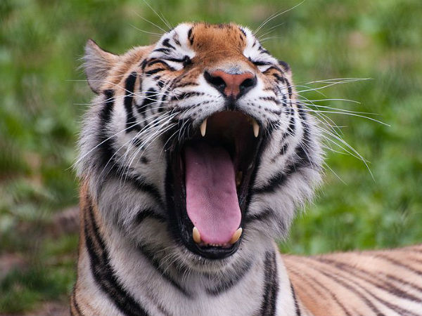 വന്യജീവികളുടെ ആക്രമണം