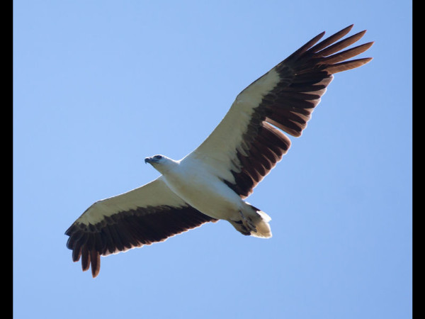 02. വെള്ളവയറൻ കടൽപരുന്ത്