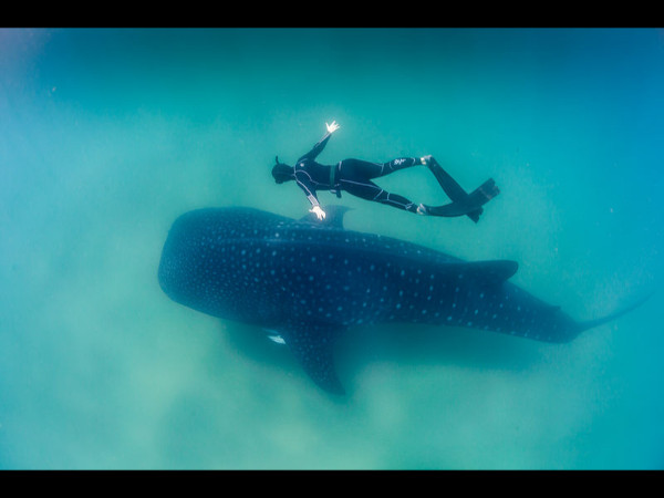 11. തിമിംഗല ‌സ്രാവ്