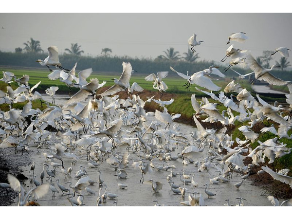 തൃശൂരിലെ കോൾപ്പാടങ്ങളേക്കുറിച്ച്