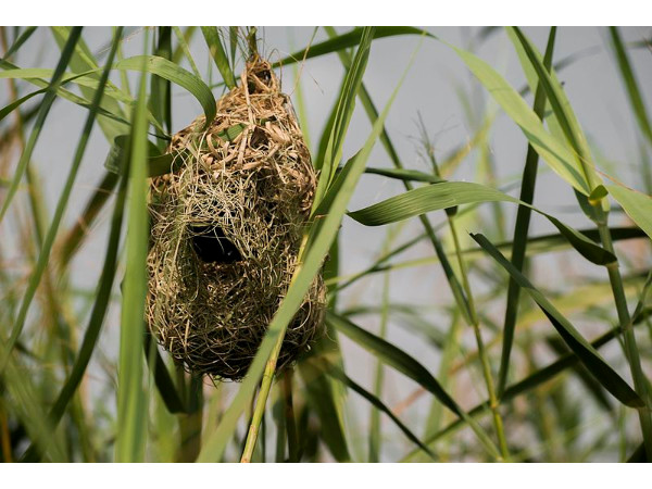 തൃശൂരിലെ കോൾപ്പാടങ്ങളേക്കുറിച്ച്