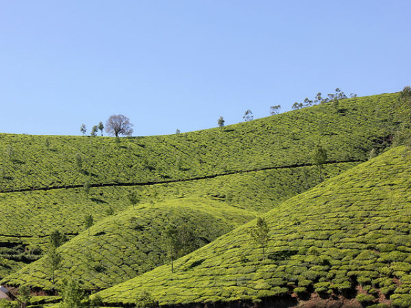 തേയിലത്തോട്ടം