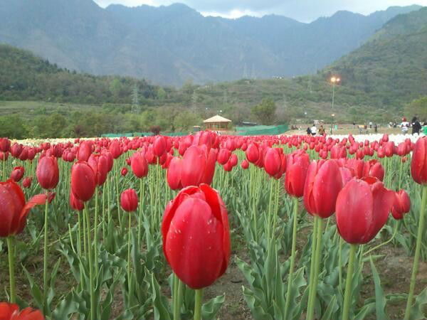 ഇന്ദിര ഗാന്ധി പുഷ്‌പോദ്യാനം