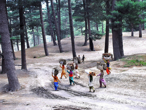 വിറക് ശേഖരം