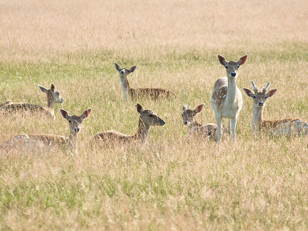സിപഹിജാലാ വന്യജീവി സങ്കേതം