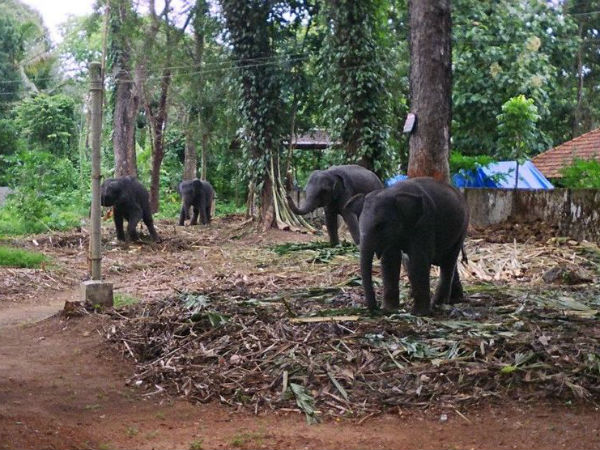 കുട്ടിക്കുറുമ്പന്മാർ