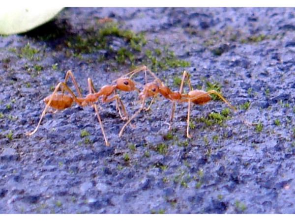 ഉറുമ്പ് ശല്ല്യം മാറാൻ