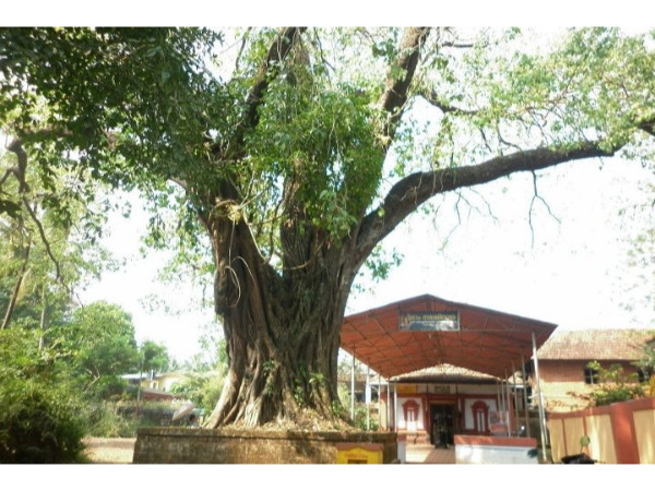 ആ കിളി എത്തിയ "അക്ലിയത്ത്"