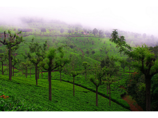 03. തേയിലത്തോട്ടങ്ങൾ