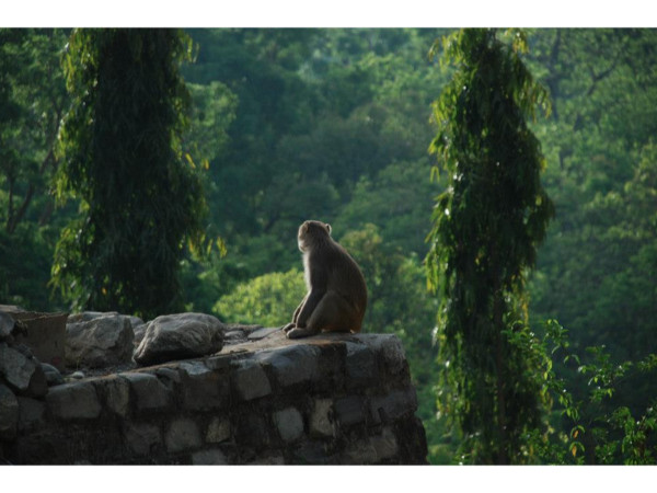 06. ഹനുമാന്‍ഗര്‍ഹി