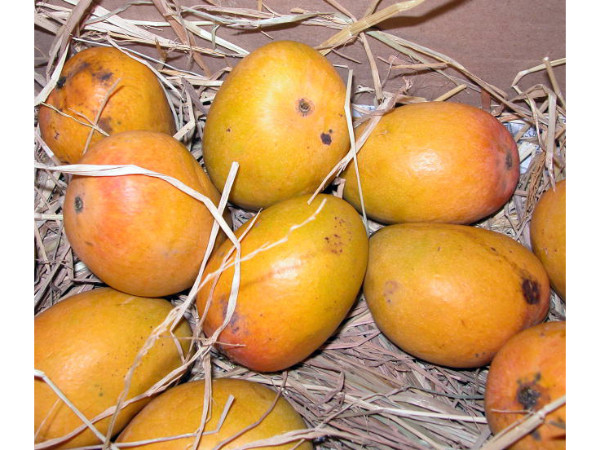 ദേവ്ഗഡ് ഹാപ്പുസ് എന്ന മാങ്ങ