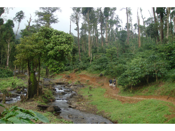 02. കാപ്പി മണമുള്ള തോട്ടങ്ങള്‍