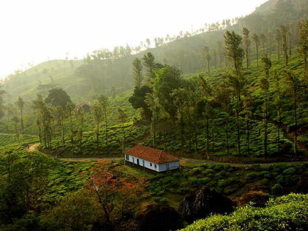 10. വയനാട് 
