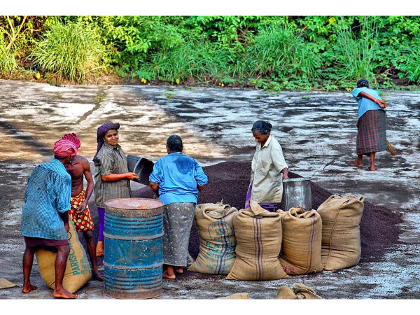 അങ്കമാലി