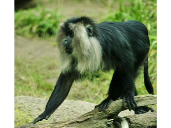 മൃഗങ്ങൾ