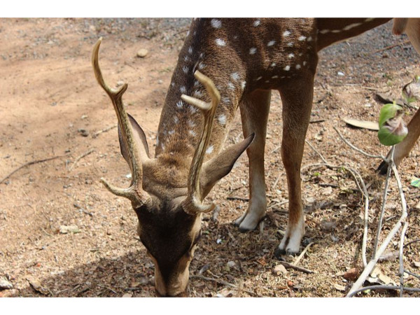 3. ഗിണ്ടി ദേശീയോദ്യാനം
