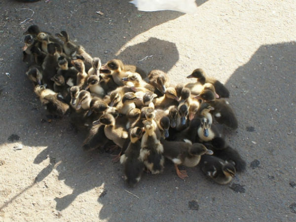 താറാക്കൂട്ടം