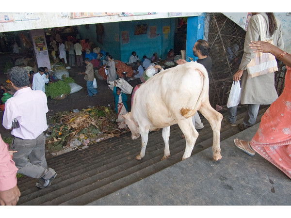 പടിയിറങ്ങുന്ന ‌പശു
