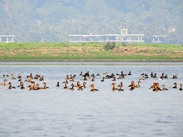 ദേശാടന പക്ഷികള്‍
