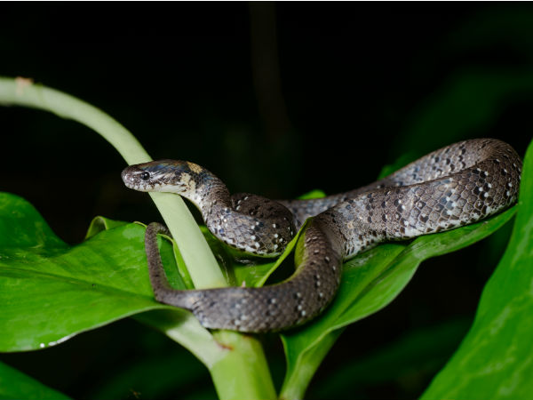 8. കട്‌രാജ് സ്‌നേക്ക് ഫാം