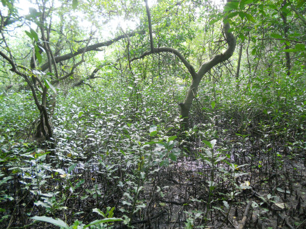 3.കണ്ടല്‍ക്കാട്ടിലെ പക്ഷി നിരീക്ഷണ കേന്ദ്രം