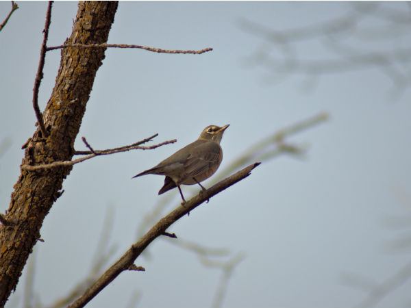 6. ആകസ്മികമായി വന്ന പക്ഷി സങ്കേതം 