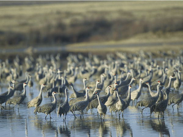 8.ദേശാടനക്കിളികളുടെ കേന്ദ്രം
