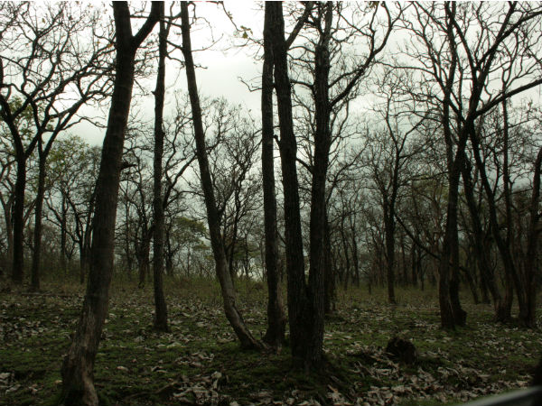 3. ഇലപൊഴിയും വനം