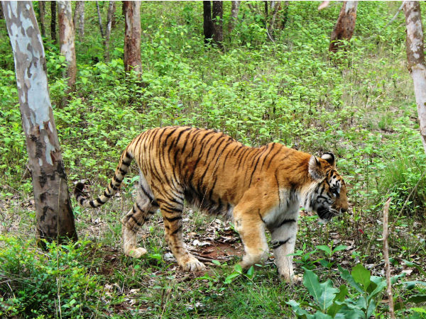 5. മൃഗങ്ങളെ സംരക്ഷിക്കാനൊരിടം