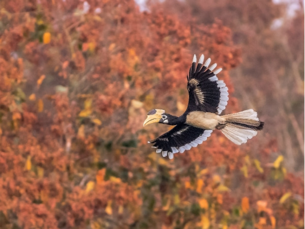 paradise for bird watchers in karnataka