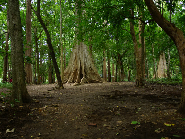 ലോകത്തിലെ ഏറ്റവും പഴക്കമുള്ള തേക്കിന്‍തോട്ടം