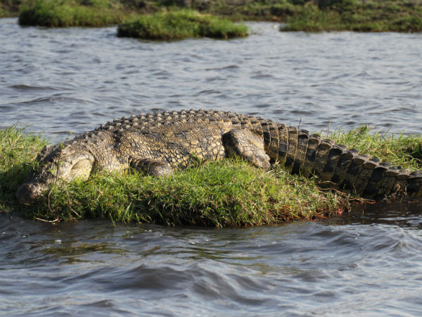 മുതലയെ കണ്ടെത്താം
