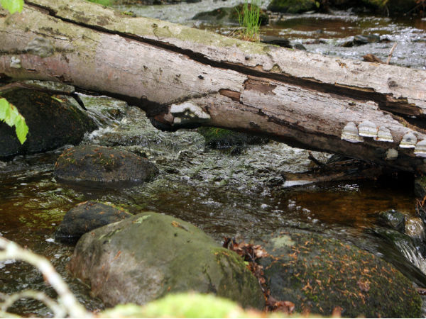 നീരുറവയിലൊരു കുളി