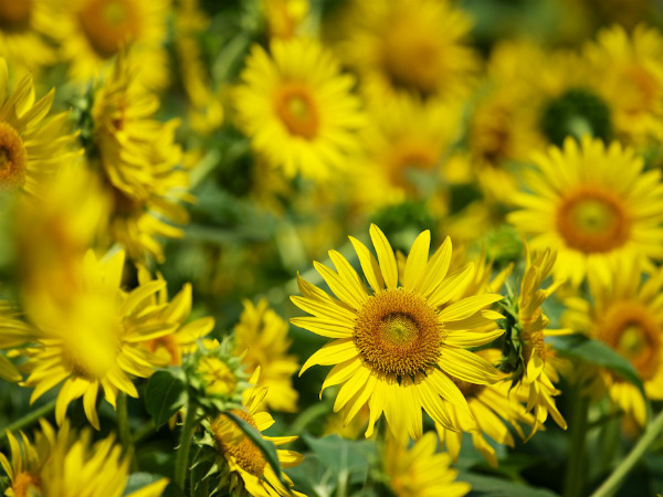 Gundlupet the paradise of sunflower