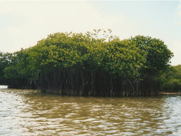 ദക്ഷിണ സുന്ദര്‍ബെന്‍