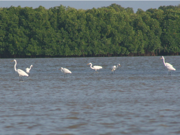  ദേശാടന പക്ഷികളുടെ ഇടത്താവളം
