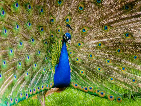 മയിലുകളെ സംരക്ഷിക്കാനൊരിടം